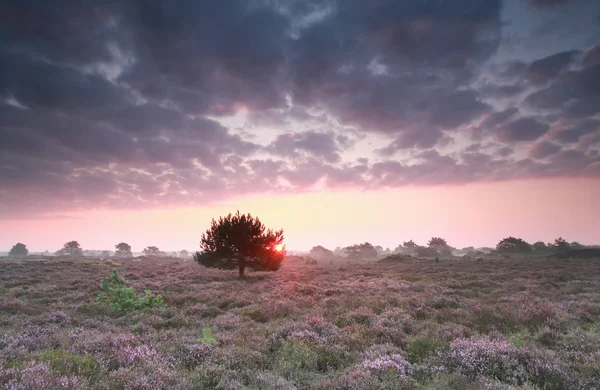 Sunrise and flowering purple heather — Stock Photo, Image