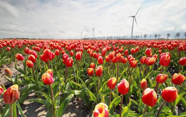 red tulip field and windmill turbines clipart