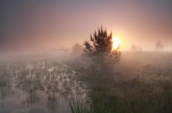 Mistige zonsopgang boven wilde moeras — Stockfoto