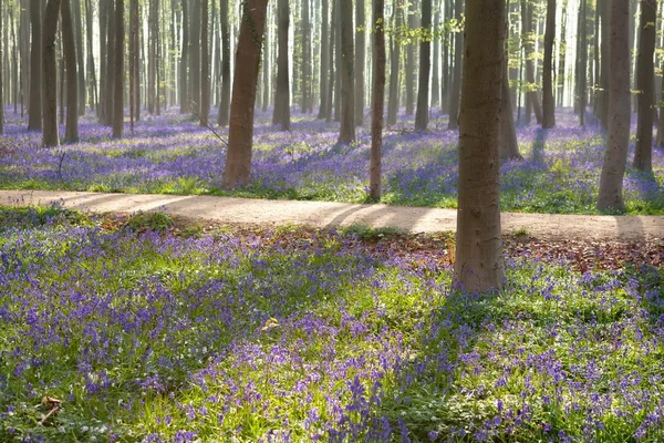 Path in Halle forest with bluebell flowers — Stock Photo, Image