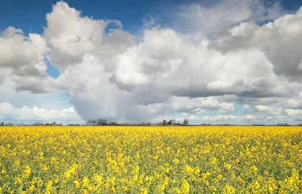 Rapsblütenfeld und blauer Himmel — Stockfoto