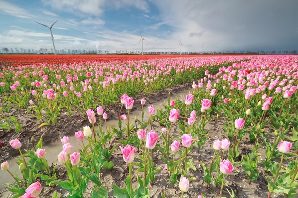 Cor-de-rosa, campo tulipa vermelho e turbinas de moinho de vento — Fotografia de Stock