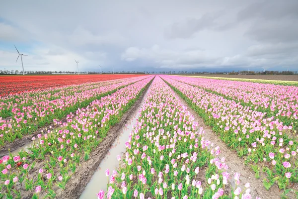 Champ de tulipes rouge et rose et turbine éolienne — Photo