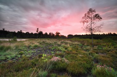 Orman çayır üzerinde yağışlı gündoğumu