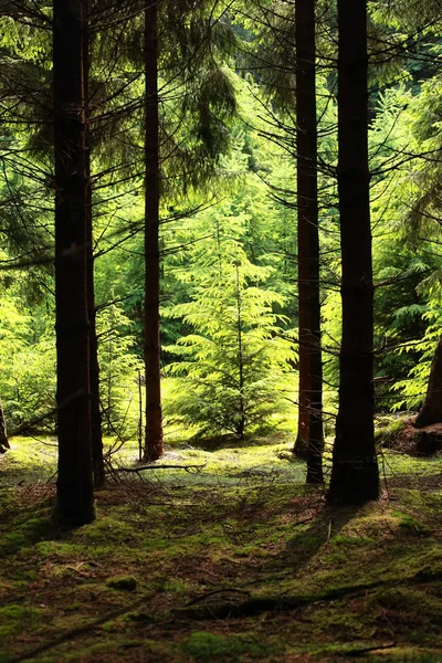 Ormanda güneş ışığı ile aydınlatılan Ladin ağacı — Stok fotoğraf