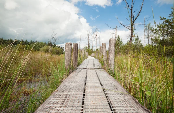 Houten pad op moeras in zonnige dag — Stockfoto