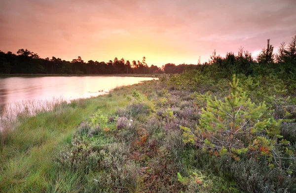 Violett regnerischer Sonnenaufgang über dem wilden See — Stockfoto