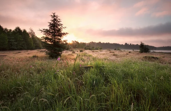 Sunrise over meadow in summer — Stock Photo, Image