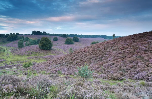 Hügel mit blühender Heide im Sommer — Stockfoto