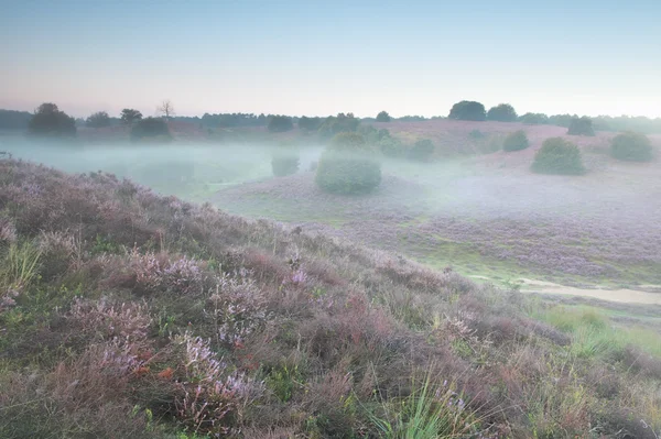 Heather flowers on hills in mist — Stock Photo, Image