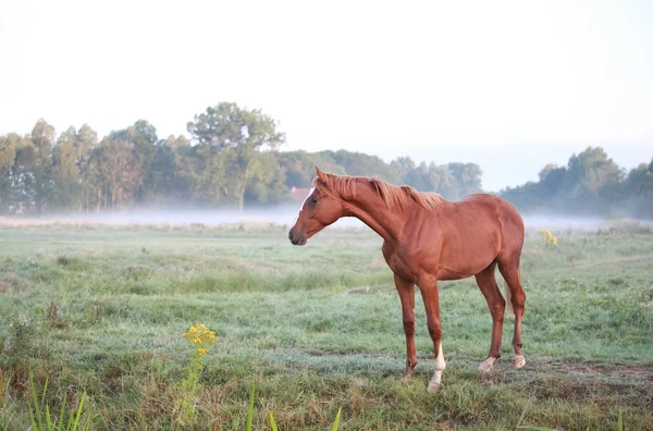 Caballo en el pasto matutino —  Fotos de Stock