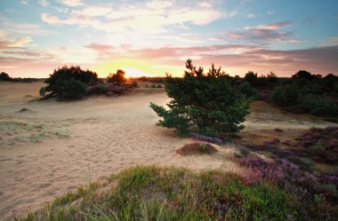 Yaz gündoğumu dunes kır çiçekleri ile üzerinde