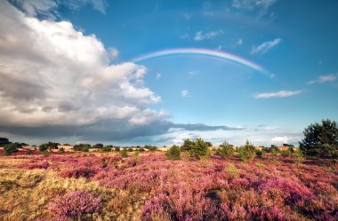 Gökkuşağının üstünde çayır çiçekli heather ile