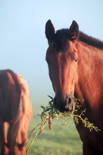 Трава, поедающая лошадей — стоковое фото