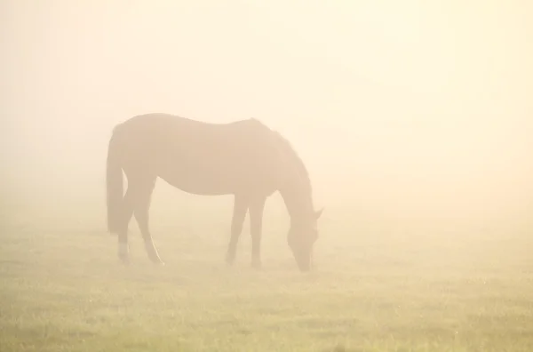 Koně pasoucí se na trávě v hluboké mlze — Stock fotografie