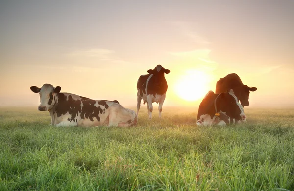 Několik krav na uvolněný na pastvině během východu slunce — Stock fotografie