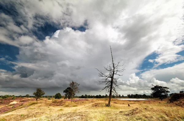 Viejo árbol muerto y cielo azul tormentoso —  Fotos de Stock