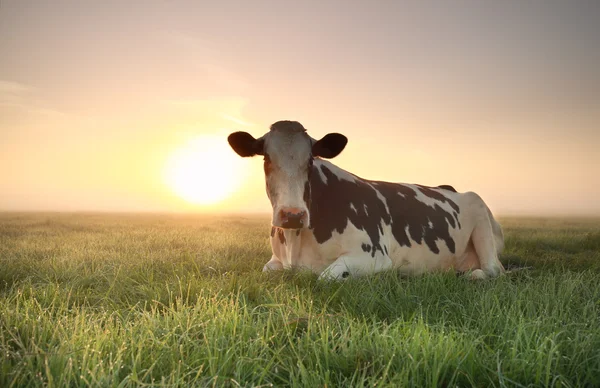 Entspannte Kuh bei Sonnenaufgang auf der Weide — Stockfoto