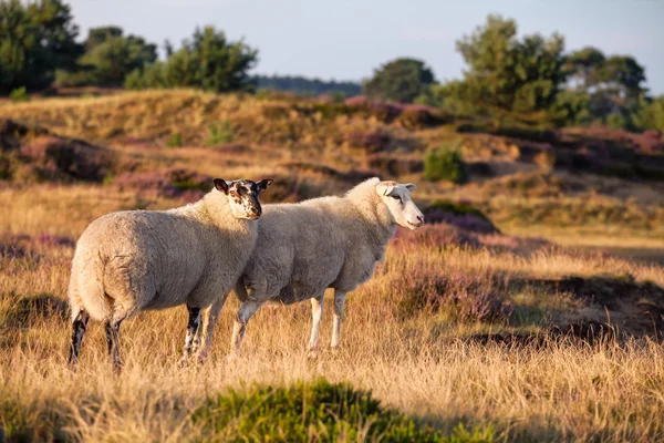 日当たりの良い丘の上の羊 — ストック写真