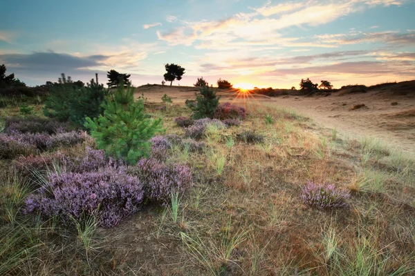 Sonnenaufgang und blühende Heideblüten — Stockfoto