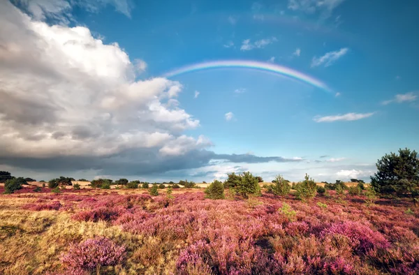 Arco-íris sobre o prado com urze floração — Fotografia de Stock