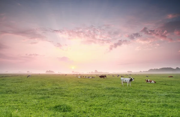 Коровы на пастбище на рассвете — стоковое фото