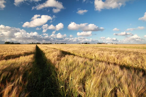 Tarweveld en blauwe lucht in de zomer — Stockfoto