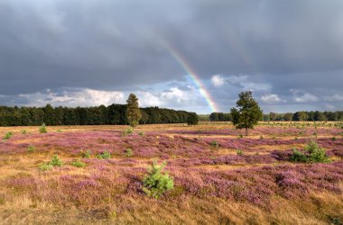 Gökkuşağının üstünde çayır çiçekli heather ile