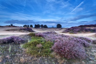 kum tepeleri üzerinde çiçeklenme heather