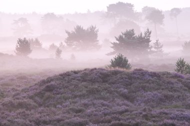 heather ile hills puslu sabah