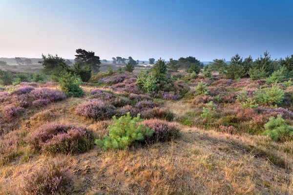 Çiçekli heather tepeler üzerinde — Stok fotoğraf