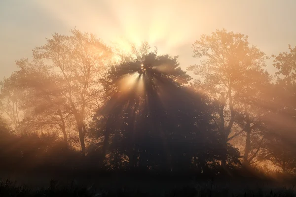 Amanecer rayos de sol en la densa niebla —  Fotos de Stock