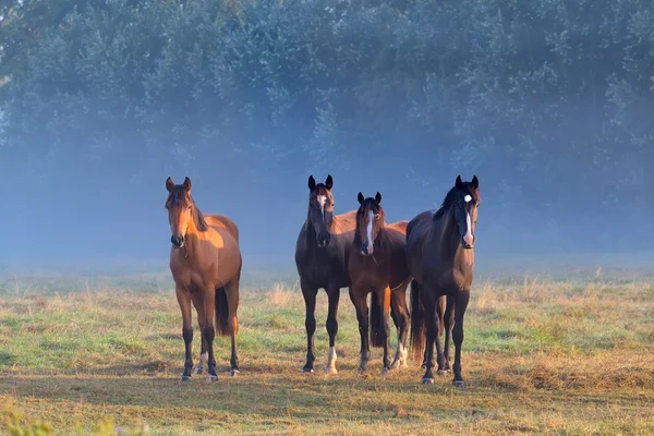 Cavalos em pastagem enevoada — Fotografia de Stock