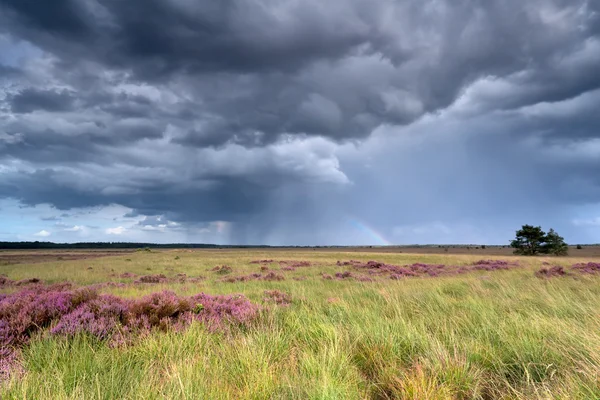 Stormy sky and rainbow over heatherland — Stock Photo, Image