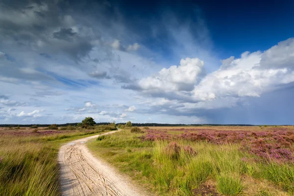 Pad door weiden en blauwe hemel — Stockfoto