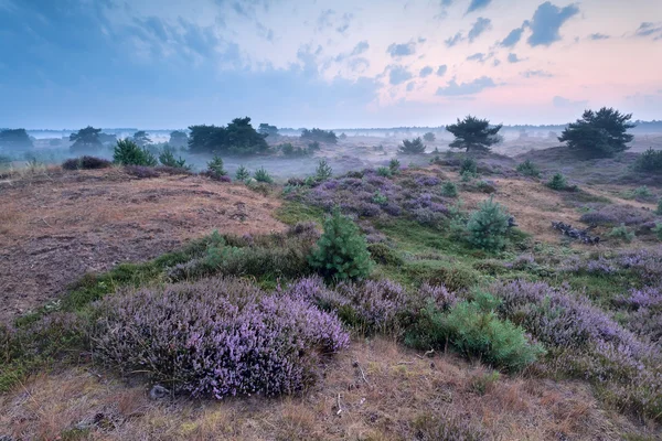 Nebliger Morgen auf der Heide — Stockfoto