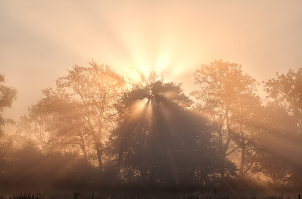 sunbeams in misty morning