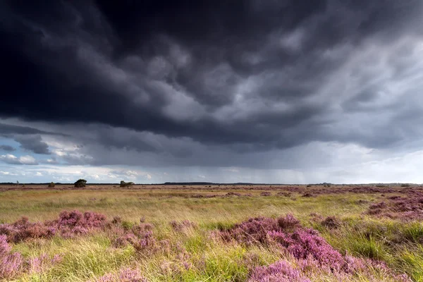 Stormy sky over meadows with heather — Stock Photo, Image