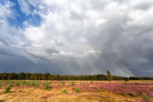 Stürmischer Himmel und Regenbogen über Wiese mit Heidekraut — Stockfoto