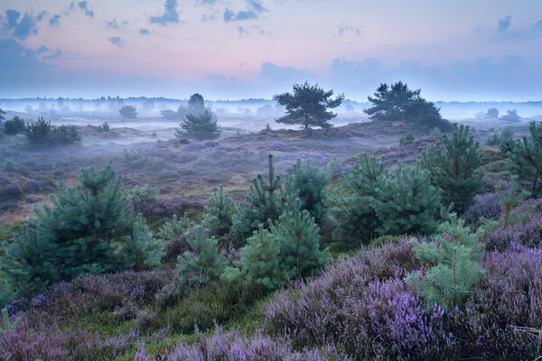 flowering heather in misty morning