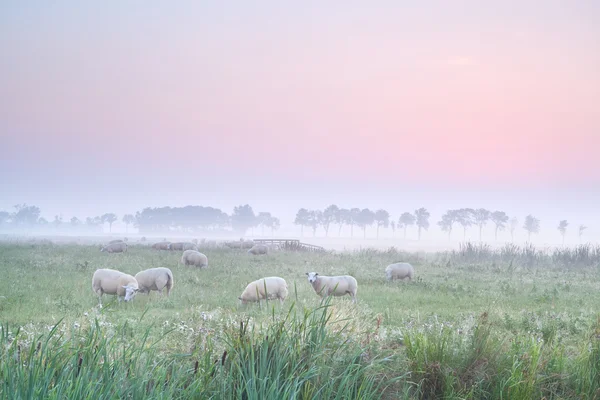 Πρόβατα σε βοσκότοπους κατά την ανατολή — Φωτογραφία Αρχείου