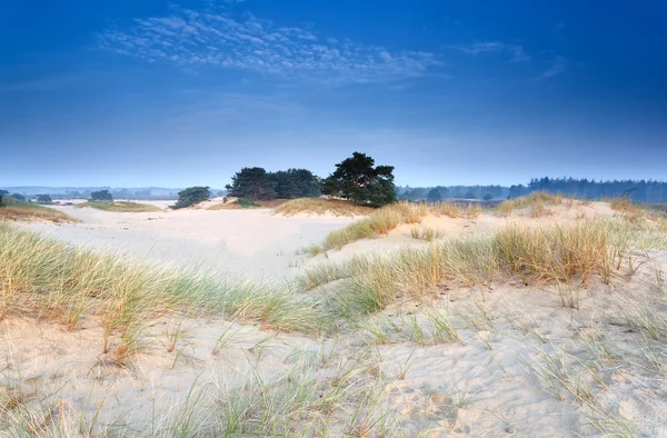 Dunes de sable au crépuscule du matin — Photo