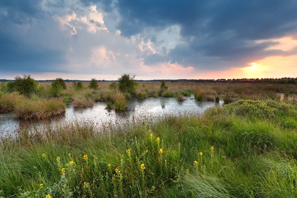 Sunset over swamp in summer — Stock Photo, Image