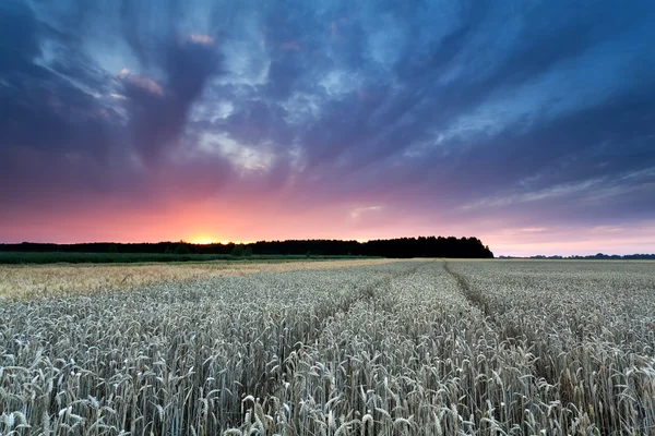 Beautiful sunset over wheat field — Stock Photo, Image