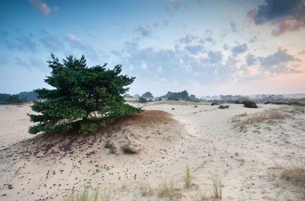 Zonsopgang boven zandduinen — Stockfoto