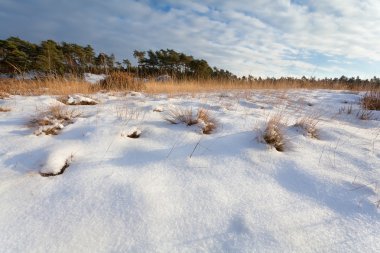 karlı güneşli çayır