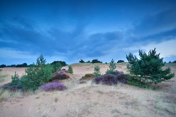 Pins et bruyères sur les dunes de sable — Photo