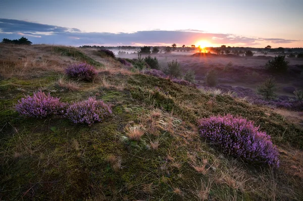 Sunrise over hills with heather — Stock Photo, Image