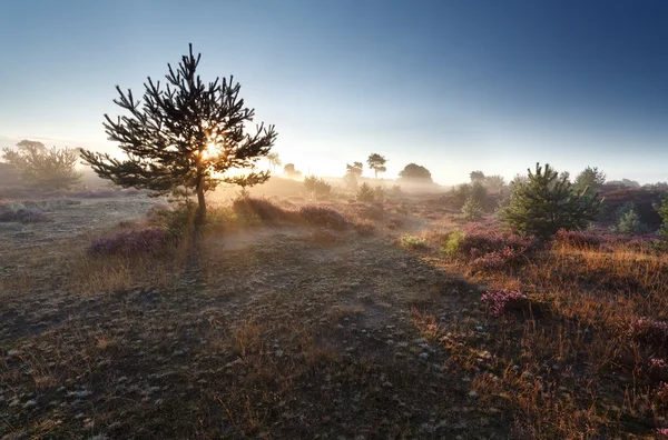 Sonnenaufgang Sonnenschein durch Kiefer — Stockfoto