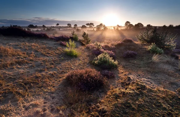 Lever de soleil sur les prairies de bruyère — Photo